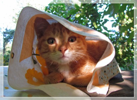 фото моего кота Капучино-4