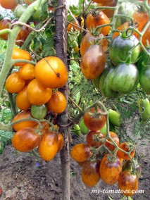 ATOMIC-SUNSET (АТОМНЫЙ ЗАКАТ)