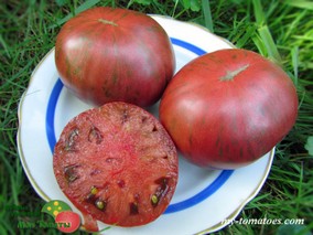 ADELAIDE FESTIVAL DWARF (ФЕСТИВАЛЬ АДЕЛАИДА)