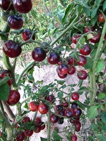 BELLE BACCHANTE (BEAUTIFUL BACCHANTE, КРАСИВАЯ ВАКХАНКА)