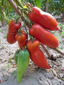 BIG RAY'S ARGENTINA PASTE (БОЛЬШИЕ ЛУЧИ АРГЕНТИНСКОЙ ПАСТЫ)