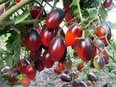 BLACK KUMQUAT (ЧЕРНЫЙ КУМКВАТ)