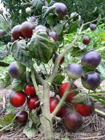 BLAUE ZIMMERTOMATE Micro Dwarf (СИНИЙ КОМНАТНЫЙ ТОМАТ)