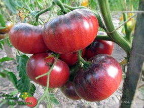 BLUE BETTY (СИНЯЯ БЕТТИ)