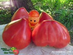 BELLA ROSINA (БЭЛЛА РОЗИНА)