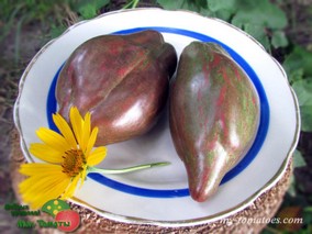 ЧЁРНЫЙ ТЮЛЬПАН