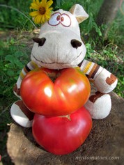 БОЛЬШАЯ МЕДВЕДИЦА