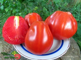 CANESTRINO DELLA GARFAGNANA (КАНЕСТРИНО ДЕЛЛА ГАРФАГНАНА)
