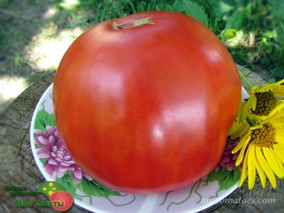 CAROL CHYKO'S BIG PASTE (БОЛЬШАЯ ПАСТА КЭРОЛ)