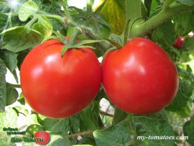 CLARE VALLEY RED (ГНОМ КРАСНАЯ ДОЛИНА КЛЭР)