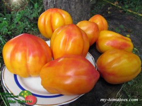 КАЛИФОРНИЙСКИЙ ТЮЛЬПАН