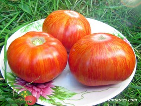 CHEROKEE TIGER LARGE RED DWARF (ГНОМ ЧЕРОКИ БОЛЬШОЙ ТИГР КРАСНЫЙ)