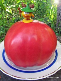 COSTOLUTO COLLI EUGANEI (РЕБРИСТЫЙ ЭУГАНСКИХ ХОЛМОВ)