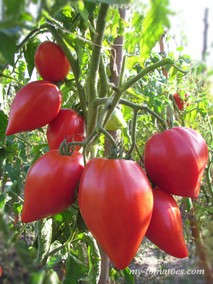 CRESTA DI FUOCO RED (ОГНЕННЫЙ ГРЕБЕНЬ КРАСНЫЙ)