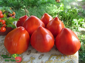 CUORE DI DRONERO (СЕРДЦЕ ДРОНЕРО)