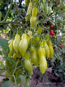 DANCING GREEN FINGERS (ТАНЦУЮЩИЕ ЗЕЛЕНЫЕ ПАЛЬЧИКИ)