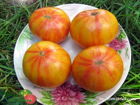 DELTA DIVER DWARF PLANT (ГНОМ ДЕЛЬТА ДАЙВЕР)