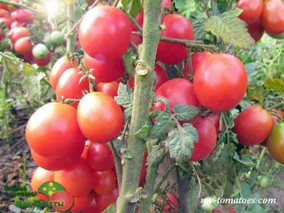 DWARF BENDIGO DROP (ГНОМ БЕНДИГО ДРОП)