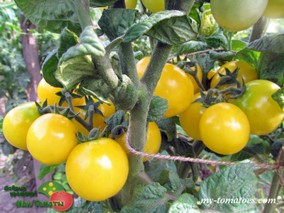 DWARF DESERT STAR (ГНОМ ПУСТЫННАЯ ЗВЕЗДА)