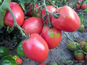 DWARF MELANIE’S BALLET (ГНОМ БАЛЕТ МЕЛАНИ)