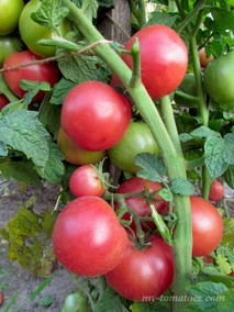 DWARF PINK OPAL (ГНОМ РОЗОВЫЙ ОПАЛ)