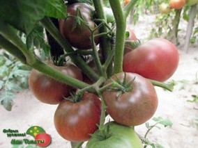 DWARF WILD SPUDLEAF (ГНОМ ВАЙЛД СПУДЛИФ)