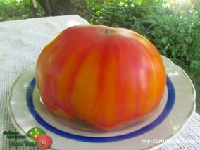 DE WEESE STREAKED (ПОЛОСАТЫЙ ДЕ ВИЗЕ)