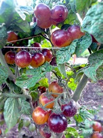 DWARF 1999 (ГНОМ 1999)