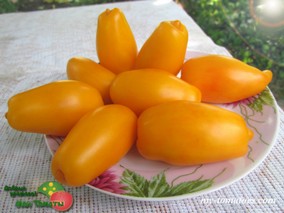 DWARF BANANA TOES (ГНОМ БАНАНОВЫЕ ПАЛЬЧИКИ)