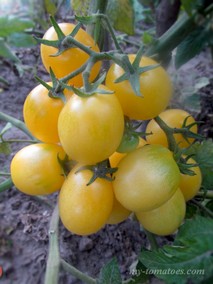 DWARF BENDIGO MOON (БЕНДИГО МУН /ГНОМ ЛУНА БЕНДИГО)