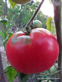 DWARF BIG VALENTINE (ГНОМ БОЛЬШОЙ ВАЛЕНТИН)