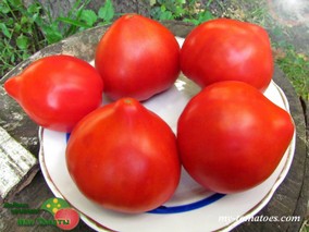 DWARF BUDDY'S HEART (ГНОМ ДРУЖЕСКОЕ СЕРДЦЕ)