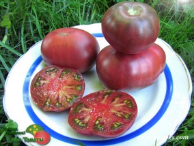 DWARF DAINTY ISABEL (ГНОМ ЛАКОМСТВО ИЗАБЕЛЬ)