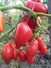 DWARF DESPERADO (ГНОМ ДЕСПЕРАДО)