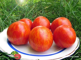 DWARF EDITH STONE (ГНОМ ЭДИТ СТОУН)