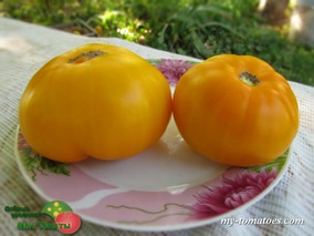 DWARF EGYPT YELLOW (ГНОМ ЕГИПЕТСКИЙ ЖЁЛТЫЙ)