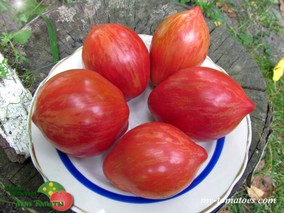 DWARF ELECTRIC PINK (ГНОМ ЭЛЕКТРИК ПИНК)