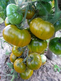 DWARF AMY'S OHIO (ГНОМ ЭМИ ИЗ ОГАЙО)