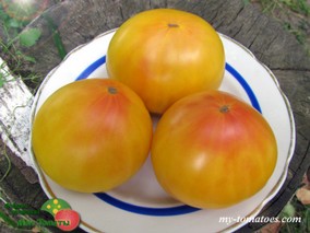 DWARF GOLDFINCH (ГНОМ ГОЛДФИНЧ)