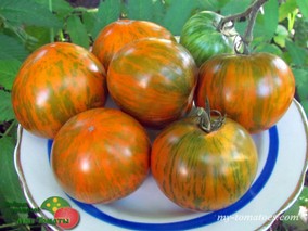 DWARF JEREMY’S STRIPES (ГНОМ ПОЛОСАТЫЙ ДЖЕРЕМИ)