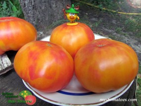 DWARF LUCKY SWIRL (ГНОМ ЗИГЗАГ УДАЧИ)