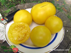 DWARF MARONG MOON (ГНОМ ЛУНА МАРОНГА)