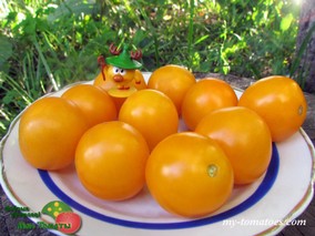 DWARF MOBY'S CHERRY (ГНОМ ВИШНЯ МОБИ)