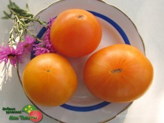 DWARF PERFECT HARMONY (ГНОМ ИДЕАЛЬНАЯ ГАРМОНИЯ)