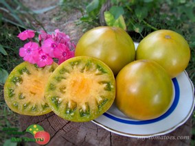 DWARF PARFAIT (ГНОМ ИДЕАЛЬНЫЙ /ПАРФЭ)