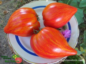 DWARF STONY BROOK HEART (ГНОМ СЕРДЦЕ КАМЕНИСТОГО РУЧЬЯ)