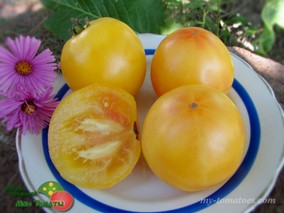 DWARF SWEET SUE (ГНОМ СВИТ СЬЮ)