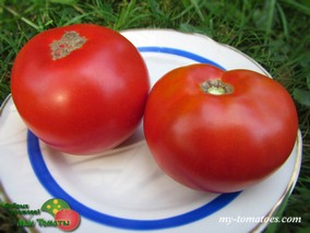 WARATAH DWARF (ГНОМ ВАРАТА)