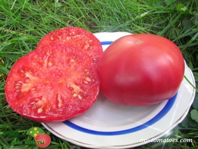 DWARF ZOE'S SWEET (СЛАДКИЙ ГНОМ ЗОИ)