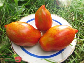 FIREBIRD’S FEATHER (ПЕРО ЖАР-ПТИЦЫ)